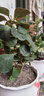 小盼菩提樹(shù)盆栽綠植物室內花盆景辦公室桌面觀(guān)葉四季客廳好養活樹(shù) 2盆-菩提【帶果發(fā)貨】原盆原土 帶盆栽好 曬單實(shí)拍圖