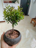 小葉赤楠盆景老樁盆栽植物辦公室室內花卉桌面四季常青好養綠植 小葉赤楠+舍得盆+苔蘚+底座 曬單實(shí)拍圖