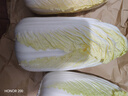 京鮮生山東新鮮大娃娃菜凈重5斤 單棵300g+新鮮蔬菜 源頭直發(fā) 曬單實(shí)拍圖