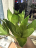 文昌竹帶根觀(guān)音竹荷花竹富貴竹水培植物辦公室內水養綠植 文昌竹4支（50-60cm) 裸根不帶土 曬單實(shí)拍圖