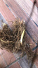 【四季開(kāi)花】帶芽鈴蘭花根濃香型鈴蘭盆栽花卉陽(yáng)臺(tái)室內(nèi)耐寒綠植物 混色鈴蘭四季開(kāi)花 推薦10個(gè)芽帶根送肥 曬單實(shí)拍圖