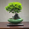 卓美御庭小葉紫檀盆景名貴精品盆栽老樁室內造型綠植擺件原生臺灣進(jìn)口真樹(shù) 小葉紫檀28號 曬單實(shí)拍圖