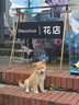 咯咪日本柴犬幼犬純種寵物狗狗活體短毛犬赤柴犬豆柴雙血統(tǒng)微笑犬狗子 寵物級 母 曬單實拍圖