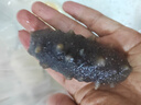 即食海參獨立包裝新鮮海鮮禮盒鮮食大連海參刺身冷凍遼參優(yōu)質(zhì)刺參 精美優(yōu)質(zhì)禮盒5斤（50-75頭） 曬單實(shí)拍圖