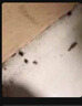 藤久制藥日本原藥呋蟲(chóng)胺蟑螂跳蚤藥床上虱子殺蟲(chóng)劑家用貓狗家庭驅蟲(chóng)500ml 曬單實(shí)拍圖