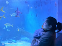 瑪奇樂(lè )（MECHILE）仿真動(dòng)物模型玩具套裝野生動(dòng)物園大象長(cháng)頸鹿早教認知教具實(shí)心無(wú)味 動(dòng)物18件套裝（含收納椅） 曬單實(shí)拍圖