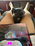 閃魔適用iPad pro25/24鋼化膜13英寸【自動(dòng)除塵秒貼盒】保護膜高清平板電腦膜全屏防摔抗指紋超薄 曬單實(shí)拍圖