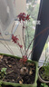 紅楓樹(shù)苗 三季紅楓苗中國紅楓紅舞姬紅楓樹(shù)苗嫁接紅楓苗庭院盆栽 50-70cm高（品種備注） 曬單實(shí)拍圖