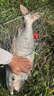 釣魚(yú)王鰱鳙巨物方塊餌料翻板爆炸鉤專(zhuān)用魚(yú)餌海桿拋竿酸臭窩料 酸臭餅 曬單實(shí)拍圖