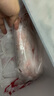 賣(mài)魚(yú)七郎紅石斑魚(yú)凈重3.2斤-3.4斤共2條海捕鮮活冷凍大眼魚(yú)整條富貴魚(yú)魚(yú)類(lèi) 曬單實(shí)拍圖