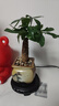 八芽盆栽發(fā)財(cái)樹(shù)植物室內(nèi)禪意招財(cái)樹(shù)盆景辦公室桌面綠植源頭直發(fā)包郵 單粗桿發(fā)財(cái)樹(shù)-山居盆-大密胺托盤(pán) 含盆 曬單實(shí)拍圖