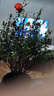 石榴盆景賞果樹(shù)苗帶果盆栽老樁室內陽(yáng)臺庭院四季開(kāi)花客廳綠植花卉 10年紅色石榴 帶花苞（加倫盆） 曬單實(shí)拍圖