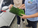 絲塔芙大白罐身體乳保濕霜乳液潤(rùn)膚護(hù)手霜 不含煙酰胺 補(bǔ)水滋潤(rùn)敏肌 大白罐453g 曬單實(shí)拍圖