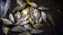 光GW威魚(yú)竿手竿大物竿龍神飛戟碳素超輕超硬19調湖庫鰱鳙臺釣竿巨物竿7.2m 大物版+竿稍+竿包其他 曬單實(shí)拍圖