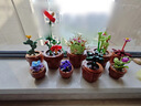 樂(lè )高（LEGO）積木拼裝10329 迷你盆栽男孩女孩玩具生日禮物 曬單實(shí)拍圖