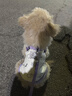 JCZS米菲兔狗狗衣服春秋泰迪比熊小型犬華夫格馬爾濟斯貓咪寵物服裝夏 白紫-華夫格面料 S建議3-4斤左右 曬單實(shí)拍圖