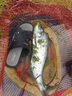 SHIMANO日本進(jìn)口魚(yú)線(xiàn)pe線(xiàn)路亞專(zhuān)用遠投線(xiàn)超順滑中國紅8編大力馬魚(yú)線(xiàn)主線(xiàn) 12編ygkpe線(xiàn)綠色200米【送真碳線(xiàn) 1號 曬單實(shí)拍圖