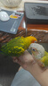 開(kāi)元 鸚鵡幼鳥(niǎo)奶粉手養雛鳥(niǎo)糧營(yíng)養粉面食虎皮玄風(fēng)鳥(niǎo)食飼料桶裝 750g 曬單實(shí)拍圖