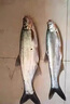 SHIMANO進(jìn)口魚(yú)線(xiàn)主線(xiàn)超柔軟不打卷子線(xiàn)拉力尼龍線(xiàn)海竿海桿釣魚(yú)線(xiàn) 金色主線(xiàn)220米【  不滿(mǎn)意退】 10號 曬單實(shí)拍圖