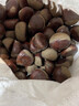 丹東新鮮板栗生栗子當季5斤現摘毛油栗子嫩板栗錐栗整箱生鮮蔬 2斤 【中果】?jì)糁?.8斤 曬單實(shí)拍圖