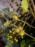 春雨（Papa recipe）黃色經(jīng)典款蜂蜜補水面膜10片 深層保濕舒緩滋養韓國原裝進(jìn)口 曬單實(shí)拍圖