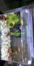 YEE超白魚(yú)缸桌面客廳生態(tài)斗金魚(yú)烏龜缸造景小型水草養魚(yú)玻璃裸缸30cm 曬單實(shí)拍圖