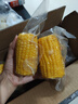 北緯47°水果玉米段3.6斤  開(kāi)袋即食鮮甜玉米段 低脂低GI東北早餐苞米 曬單實(shí)拍圖