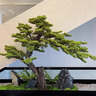 景塵玄關(guān)櫥窗處造景仿真迎客松樹(shù)新中式綠植羅漢松樹(shù)造景裝飾酒店假樹(shù) 高1米寬約1.2米單樹(shù)(自然形態(tài)） 【原木款】 曬單實(shí)拍圖