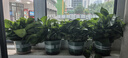 雙盟綠蘿盆栽除甲醛花卉綠植辦公室新房?jī)艋諝?80加侖4盆裝源頭直發(fā) 曬單實(shí)拍圖