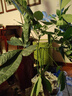 植男植女發(fā)財樹(shù)大型盆栽客廳室內真綠植辦公室開(kāi)業(yè)送禮獨桿招財樹(shù)源頭直發(fā) 曬單實(shí)拍圖