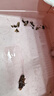 拜滅士呋蟲(chóng)胺殺蟲(chóng)劑噴霧蟑螂藥衣魚(yú)蟲(chóng)下水道去除小飛蟲(chóng)嬰寵無(wú)憂(yōu)330ml*2 曬單實(shí)拍圖