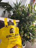史丹利磷酸二氫鉀花肥料花卉專(zhuān)用果樹(shù)養花用磷鉀肥葉面肥500g 曬單實(shí)拍圖