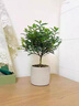 驅蚊蟲(chóng)清香木盆栽正宗胡椒木花卉綠植四季好養凈化空氣吸甲醛植物 6年大苗1盆【螺紋盆】+肥料 曬單實(shí)拍圖
