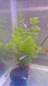 水草營(yíng)養液魚(yú)缸水草營(yíng)養液不傷魚(yú)植物水草缸基肥水草液態(tài)底泥肥 700ml水草營(yíng)養王1支 曬單實(shí)拍圖