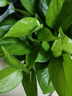 雙盟綠蘿盆栽除甲醛花卉綠植辦公室新房凈化空氣110豎紋盆8盆源頭直發(fā) 曬單實拍圖