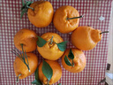 春見(jiàn)耙耙柑十斤一箱新鮮水果粑粑葩葩柑當季不知火丑橘丑八怪桔子 特大果（75-80mm)耙耙柑 10斤裝【凈重】 曬單實(shí)拍圖