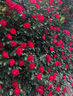 1.6米藤本月季特大花濃香庭院爬藤攀援植物薔薇花苗陽(yáng)臺玫瑰盆栽 【小女孩】多分枝精選母本大苗1.6米高左右 曬單實(shí)拍圖