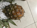 特價(jià)金鉆鳳梨新鮮大果菠蘿整箱水果風(fēng)梨手撕現貨直發(fā)脆甜多汁鳳梨 1個(gè)裝小果 單果400g起 曬單實(shí)拍圖