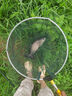 龍王恨魚(yú)餌無(wú)畏江湖一窩端菜籽餅窩料江河湖庫野釣鯽鯉草青鳊魚(yú)打窩底料 曬單實(shí)拍圖