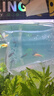 紅綠燈魚(yú)小型熱帶燈科魚(yú)活體草缸群游魚(yú)觀(guān)賞魚(yú)寶蓮燈斑馬魚(yú)孔雀魚(yú) 1.6cm左右紅綠燈5條 曬單實(shí)拍圖