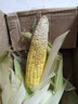 【云南高原玉米】現摘新鮮水果玉米新鮮甜玉米棒生鮮蔬菜可生吃 新鮮水果玉米 4斤 帶箱 300g起 曬單實(shí)拍圖