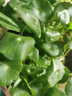 沭之美銅錢(qián)草水培土培植物盆栽桌面盆栽 銅錢(qián)草2盆【不含盆】源頭直發(fā) 曬單實(shí)拍圖