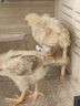 捕漁達人 蘆丁雞飼養箱40*30*30cm 寵物飼養箱觀(guān)賞籠子養殖恒溫箱鵪鶉窩籠 曬單實(shí)拍圖