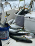達億瓦（DAIWA）25新款深海船釣快抽鐵板竿海釣桿章紅金槍魚(yú)竿近海泛用竿十大品牌 1.63m 54B-4（1.63m獨節槍柄） 曬單實(shí)拍圖