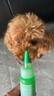 多美潔Tropiclean美國進(jìn)口寵物犬潔齒凝露59ml 狗狗牙膏潔牙無(wú)需牙刷 曬單實(shí)拍圖
