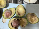 正宗進(jìn)口秘魯哈斯牛油果孕婦水果寶寶輔食進(jìn)口鱷梨整箱批發(fā)價(jià) 8個(gè)裝 單果重190-210克 曬單實(shí)拍圖
