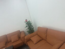 【同款低價(jià)】大葉綠蘿柱盆栽客廳辦公室大型綠植物室內除甲醛神器 【新房必備】大葉綠蘿柱1.4-1.5米圓柱盆 曬單實(shí)拍圖
