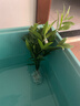驅蚊竹柏水培植物大棵室內水養綠植花卉盆栽辦公室桌面驅蚊草好養 精選竹柏10顆+肥料 曬單實(shí)拍圖