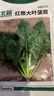 北蔬 菠菜種子大葉紅根秋冬耐寒四季蔬菜種籽 紅根大葉菠菜種子50g 曬單實(shí)拍圖