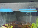元童孔雀魚(yú)繁殖盒漂浮魚(yú)缸隔離盒小魚(yú)魚(yú)苗孵化盒母魚(yú)產(chǎn)房魚(yú)缸孵化器 藍色【大號套裝】 【漂浮式繁殖隔離盒-高清透亮】 曬單實(shí)拍圖